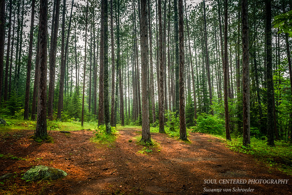 Pine trees