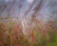 Dew covered Spiderweb, grass, 8x10