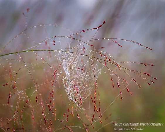 Dew covered Spiderweb, grass, 8x10