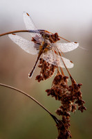 Dragonfly, dew covered, August '26 4
