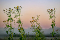 Prairie flowers at dawn, Flambeau Mine, Ladysmith, WI 2