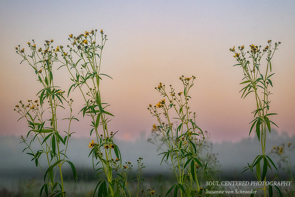 Prairie flowers at dawn, Flambeau Mine, Ladysmith, WI 2