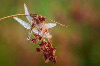 Dragonfly, dew covered, August '26 5