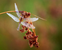 Dragonfly, dew covered, August '26 5, 8x10