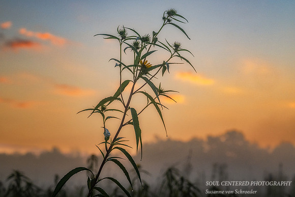 Prairie flower at dawn, Flambeau Mine, Ladysmith, WI