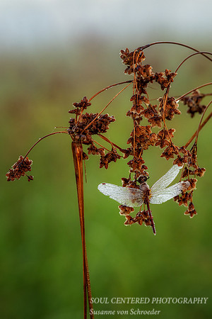 Dragonfly, dew covered, August '26 6