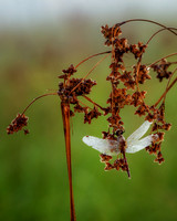 Dragonfly, dew covered, August '26 6, 8x10