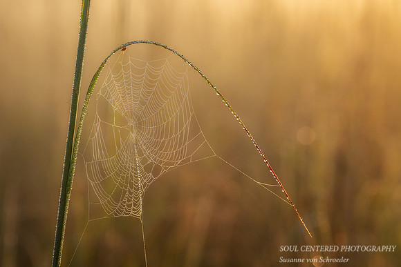 Dew covered Spiderweb