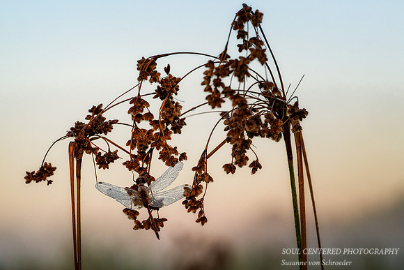 Dragonfly, dew covered, August '26 7