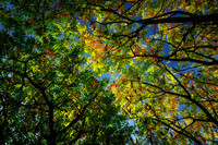 Sumac canopy, August '26