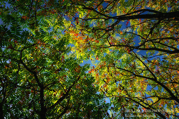 Sumac canopy, August '26