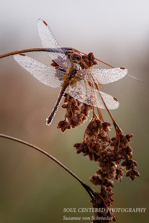 Dragonfly, dew covered, August '26 4