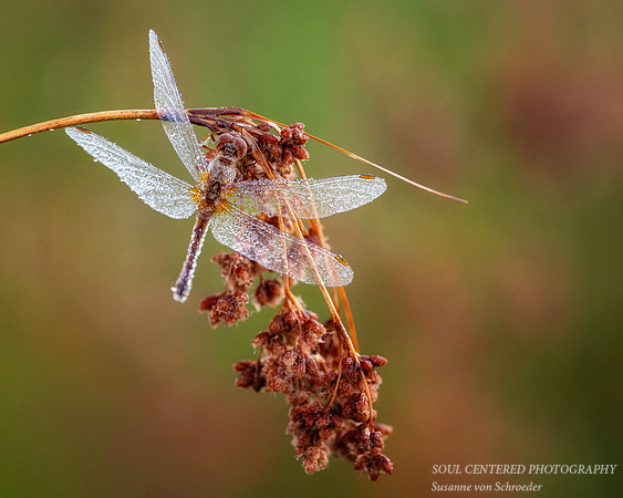 Dragonfly, dew covered, August '26 5, 8x10