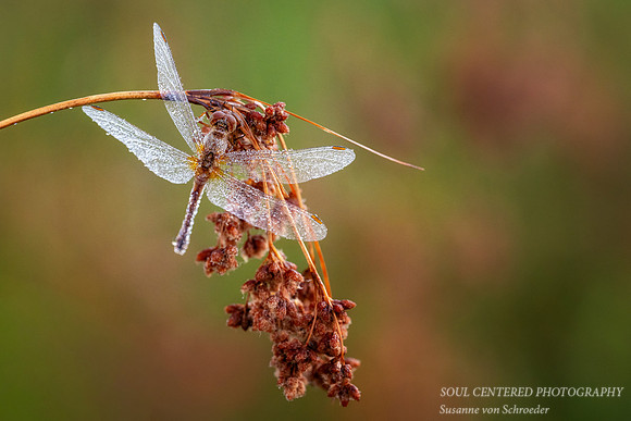 Dragonfly, dew covered, August '26 5