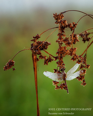 Dragonfly, dew covered, August '26 6, 8x10