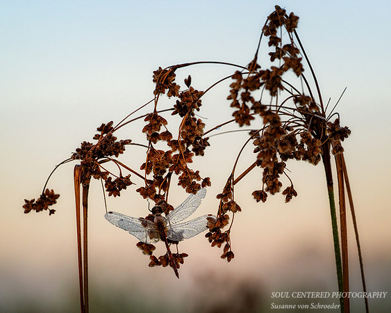 Dragonfly, dew covered, August '26 7, 8x10