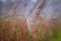 Dew covered Spiderweb, grass
