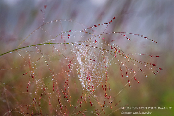 Dew covered Spiderweb, grass