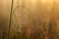 Dew covered Spiderweb