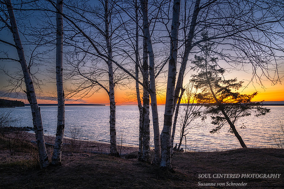 Blue hour mood with birch trees, Lake Superior