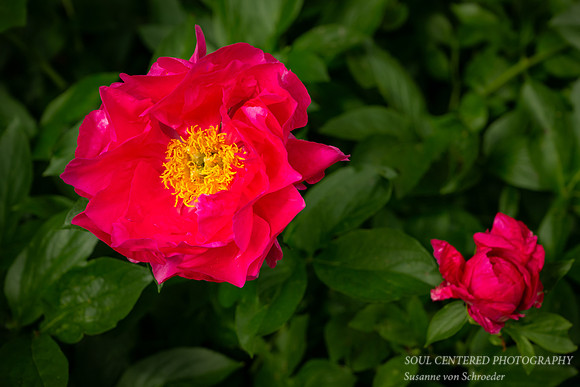 Pink/red Peony