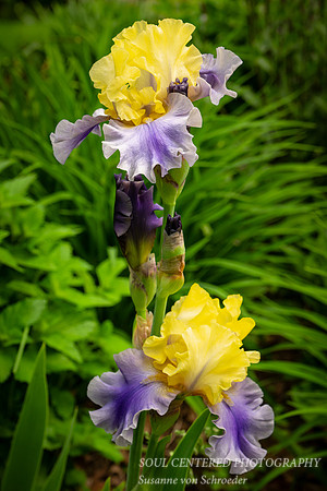 Yellow/blue Iris
