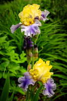 Yellow/blue Iris