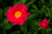 Pink/red Peony