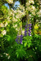 Lupin and Apple blossoms
