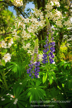 Lupin and Apple blossoms