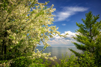 Apple tree in bloom, Lake Superior