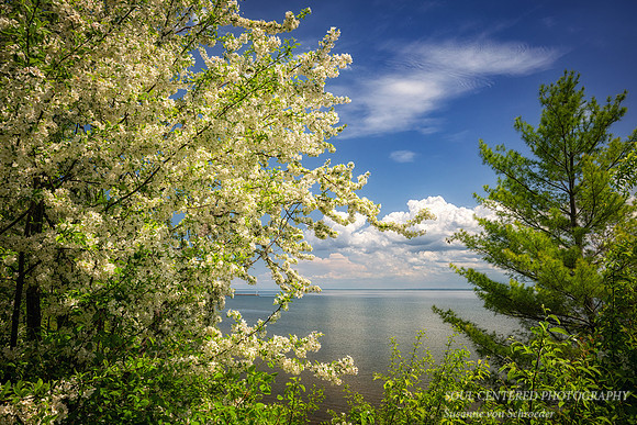 Apple tree in bloom, Lake Superior
