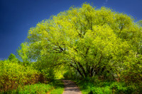 Huge Willow tree, Washburn, WI