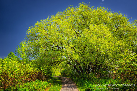 Huge Willow tree, Washburn, WI