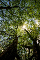 Underneath a Willow tree