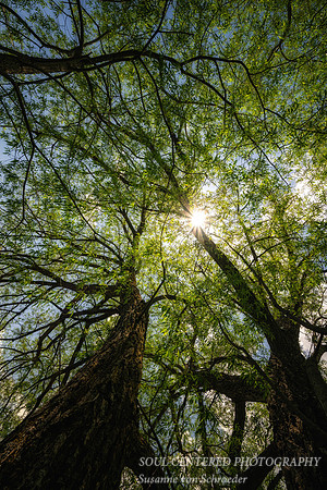 Underneath a Willow tree