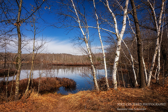 Birch trees, Audie Lake, April '26