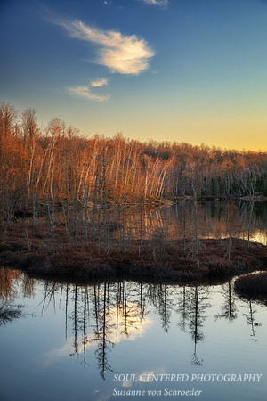 Tamarack bog in evening light, April '26