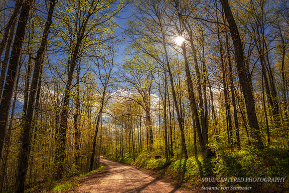 Spring walk in the Blue Hills