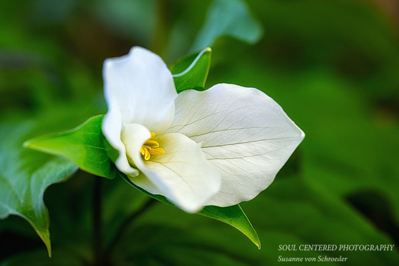 Trillium, up close