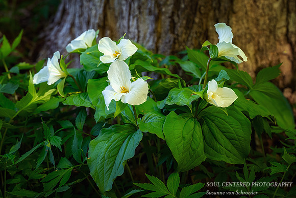 A group of Trilliums