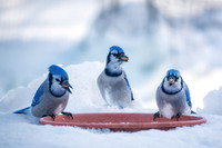 Blue Jays, winter 2