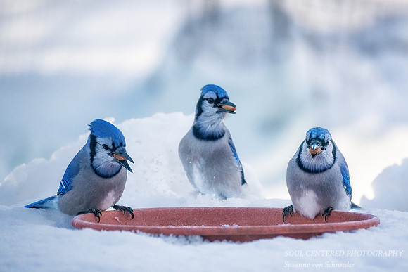Blue Jays, winter 2