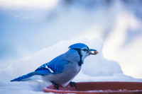 Blue Jay, winter 2