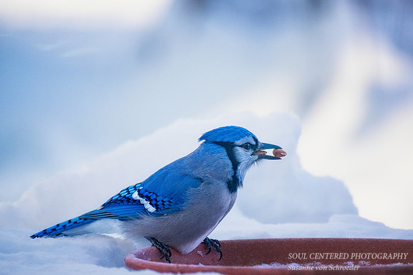 Blue Jay, winter 2