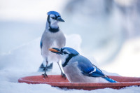 Blue Jays, winter 1