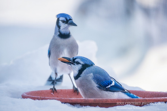 Blue Jays, winter 1