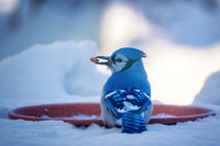 Blue Jay, winter 1