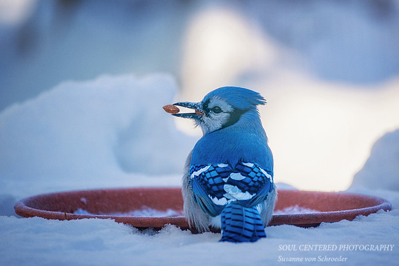 Blue Jay, winter 1