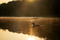 Sunrise with loon, Audie Lake, Aug. '26